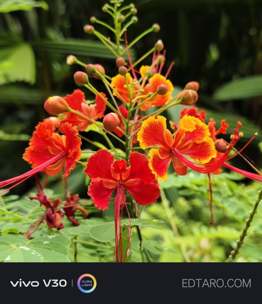 พา vivo V30 5G ไปถ่ายดอกไม้ที่สิงคโปร์ สีสวย คมชัด ถูกใจ 45