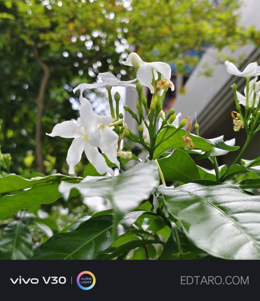 พา vivo V30 5G ไปถ่ายดอกไม้ที่สิงคโปร์ สีสวย คมชัด ถูกใจ 49
