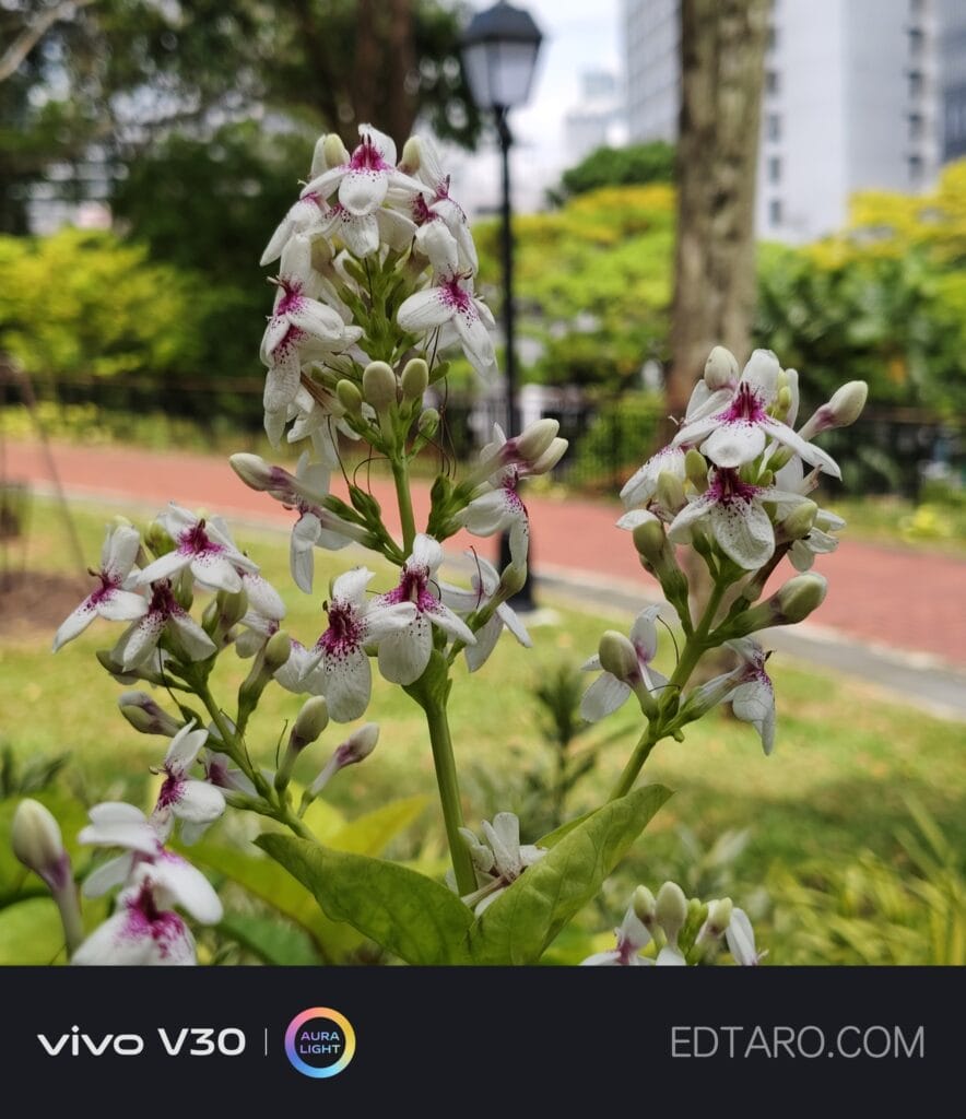 พา vivo V30 5G ไปถ่ายดอกไม้ที่สิงคโปร์ สีสวย คมชัด ถูกใจ 61