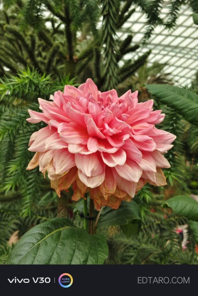 พา vivo V30 5G ไปถ่ายดอกไม้ที่สิงคโปร์ สีสวย คมชัด ถูกใจ 25