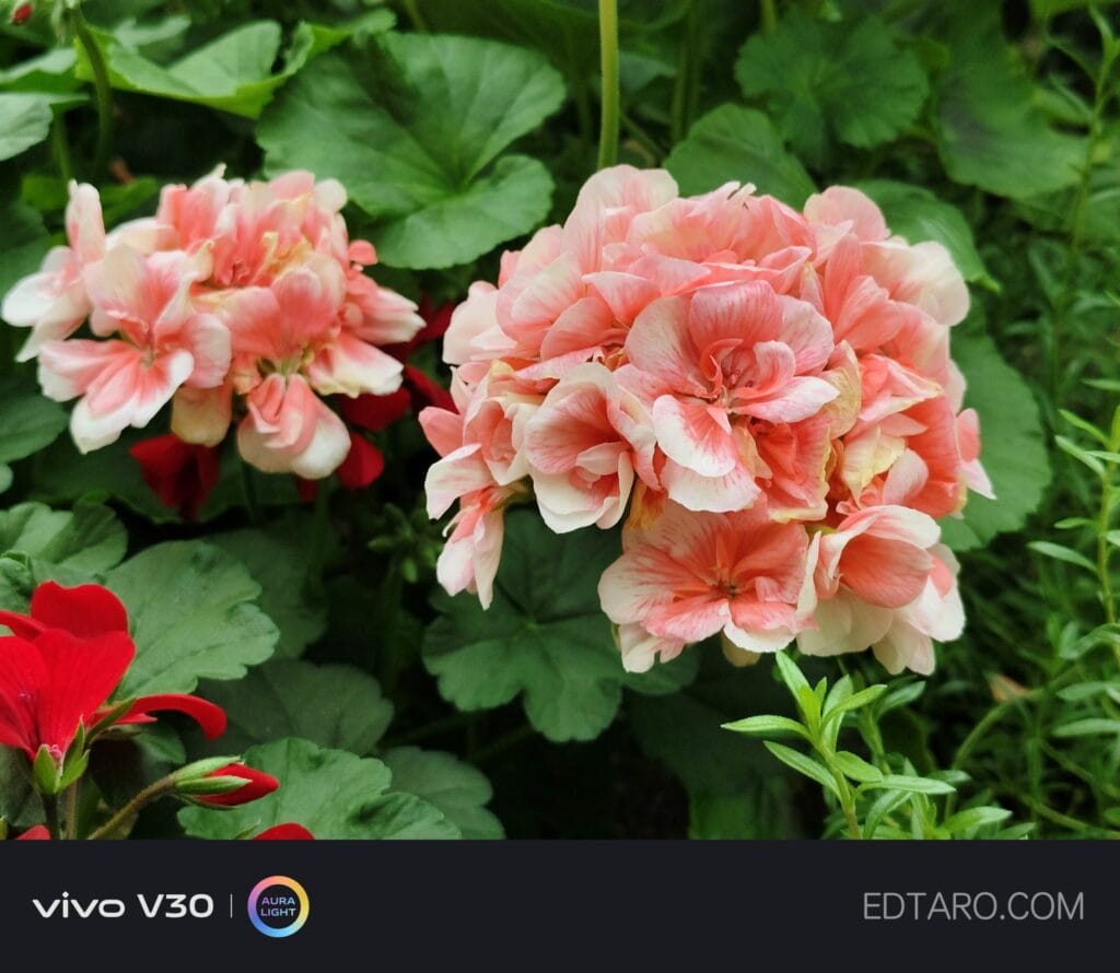 พา vivo V30 5G ไปถ่ายดอกไม้ที่สิงคโปร์ สีสวย คมชัด ถูกใจ 9